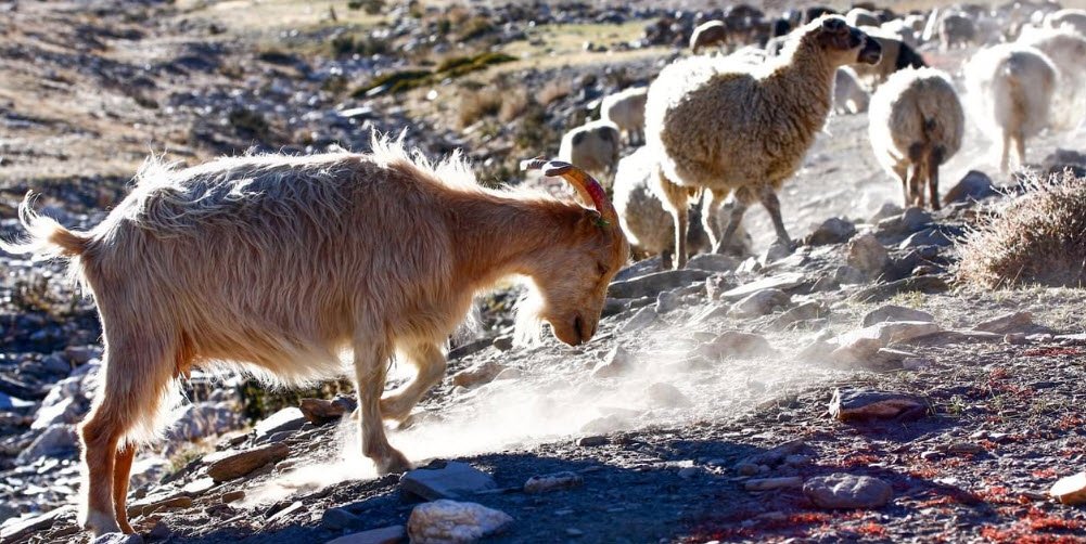 Changthang Cold Desert Wildlife Sanctuary, Leh, Ladakh - Vushii.com